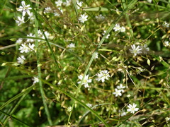 Stellaria graminea