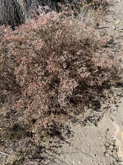 Eriogonum microtheca