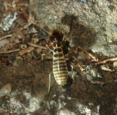 Hodotermes mossambicus