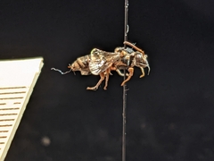 Nomada texana