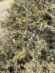 Purshia tridentata