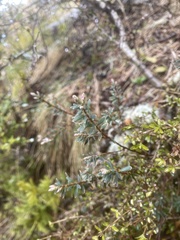 Acrothamnus colensoi