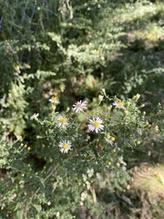 Symphyotrichum