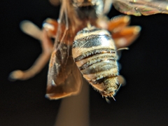 Nomada texana