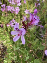 Pelargonium betulinum