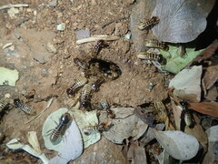 Hodotermes mossambicus