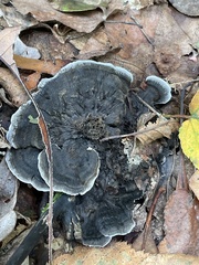 Phellodon niger