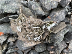 Dicrostonyx groenlandicus