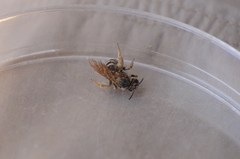 Halictus farinosus
