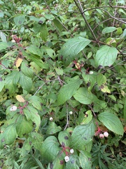 Cornus racemosa