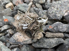 Dicrostonyx groenlandicus