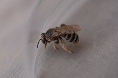 Halictus farinosus
