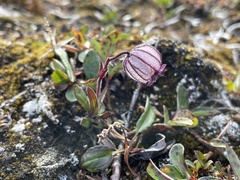 Silene uralensis