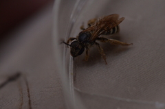 Halictus rubicundus image