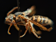 Nomada texana
