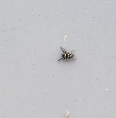 Paraphidippus aurantius