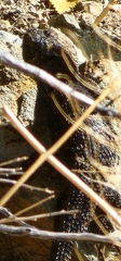 Sceloporus occidentalis