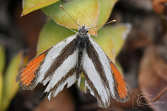 Colotis euippe omphale
