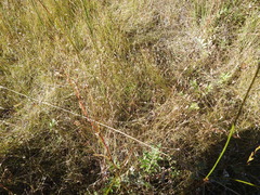 Rhynchospora capillacea