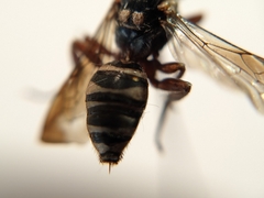 Nomada texana