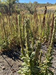 Verbascum