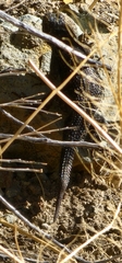 Sceloporus occidentalis