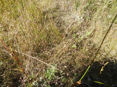 Rhynchospora capillacea