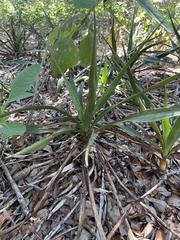 Yucca rupicola
