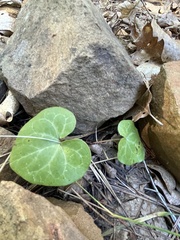 Asarum hartwegii