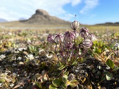 Silene uralensis