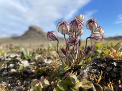 Silene uralensis