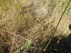 Rhynchospora capillacea