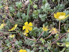 Potentilla