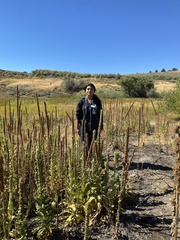 Verbascum