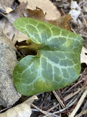 Asarum hartwegii