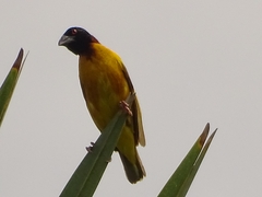 Ploceus