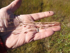 Rhynchospora capillacea