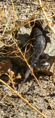 Sceloporus occidentalis