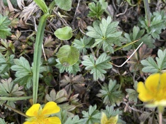 Potentilla