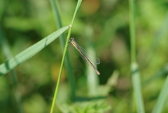 Lestidae