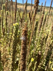 Verbascum