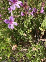 Pelargonium betulinum