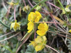 Potentilla