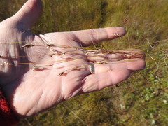 Rhynchospora capillacea
