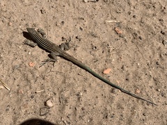 Aspidoscelis neomexicanus