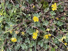 Potentilla