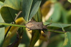 Coreus marginatus