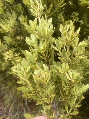 Phyllocladus alpinus