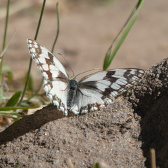 Melanargia lachesis
