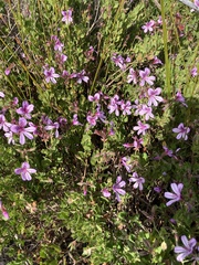 Pelargonium betulinum